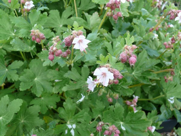 Geranium macrorrhizum 'Spessart' (Balkan-Storchschnabel)