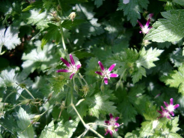 Geranium oxonianum 'Thurstonianum' (Garten-Storchschnabel)