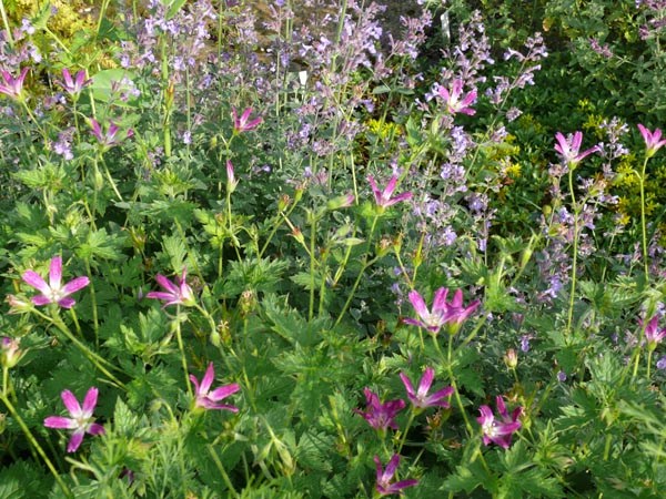 Geranium oxonianum 'Thurstonianum' (Garten-Storchschnabel)