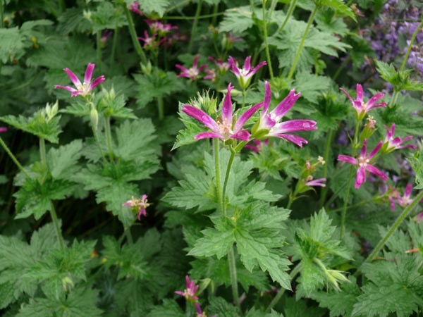 Geranium oxonianum 'Thurstonianum' (Garten-Storchschnabel)