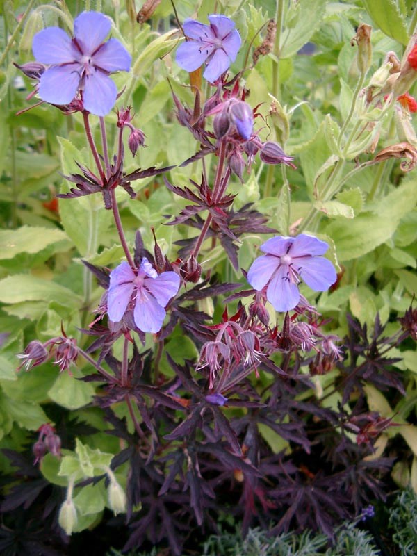 Geranium pratense `Dark Reiter` (Wiesen-Storchschnabel)