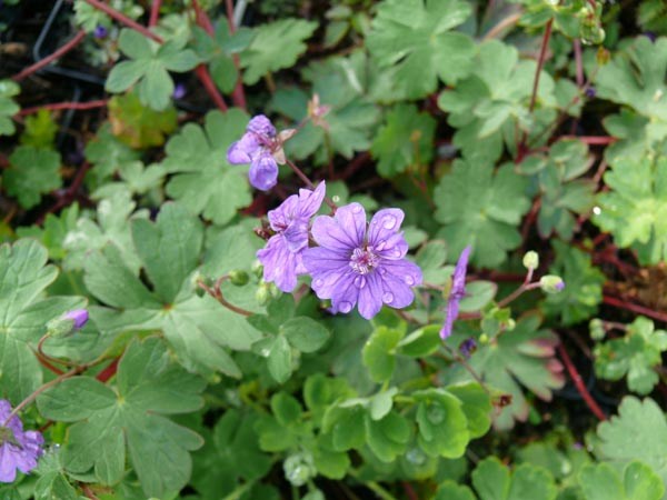 Geranium pyrenaicum 'Bill Wallis' (Pyrenäen-Storchschnabel)