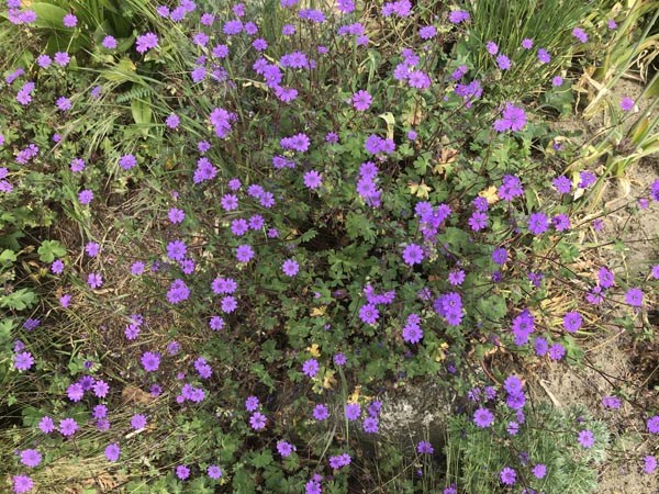 Geranium pyrenaicum 'Bill Wallis' (Pyrenäen-Storchschnabel)