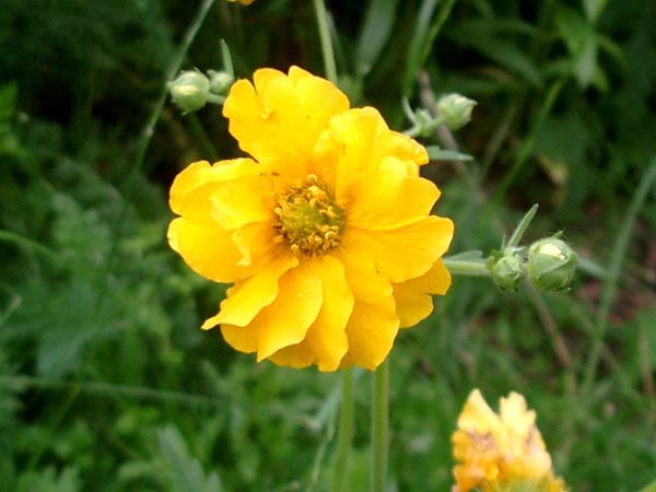 Geum chiloense hybr. ’Goldball’ (Nelkenwurz)