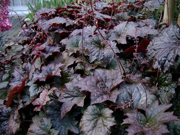Heuchera micrantha 'Palace Purple’ (Rotblättriges Silberglöckchen)