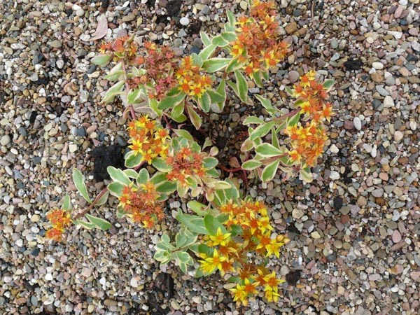 Sedum kamtschaticum 'Variegatum' (Buntlaubiges Fettblatt)