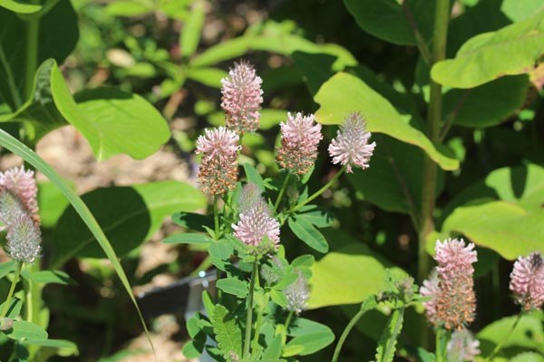 Trifolium rubens 'Peach Pink' (Rosablühender Klee)