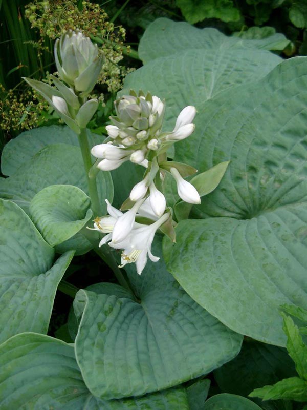 Hosta sieboldiana 'Elegans' (Blaublatt Funkie)