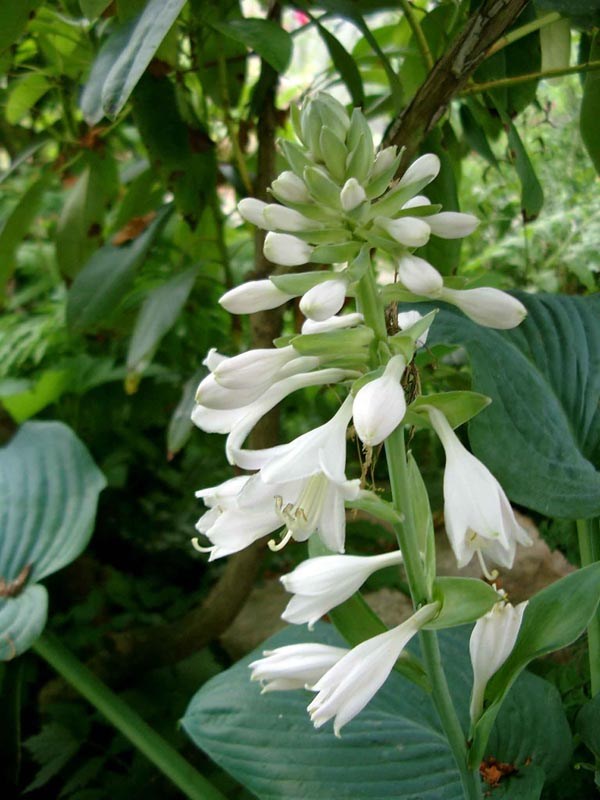 Hosta sieboldiana 'Elegans' (Blaublatt Funkie)