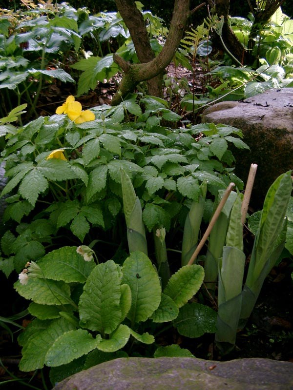 Hosta sieboldiana 'Elegans' (Blaublatt Funkie)