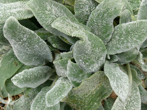 Stachys byzantina 'Silver Carpet' (Teppich-Wollziest)