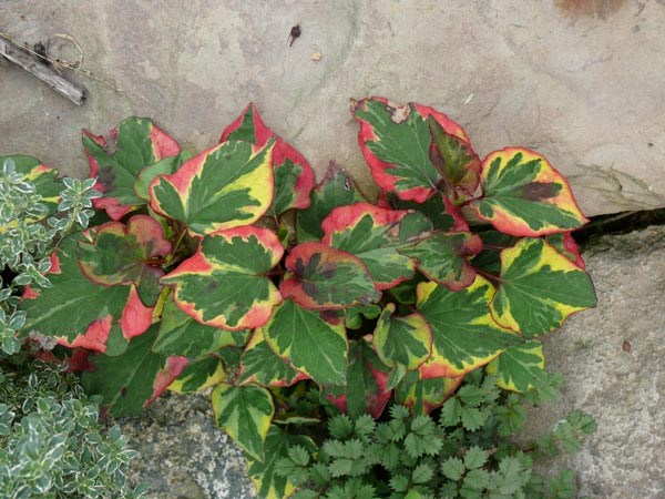 Houttuynia cordata 'Chameleon' (Panaschierter Eidechsenschwanz)