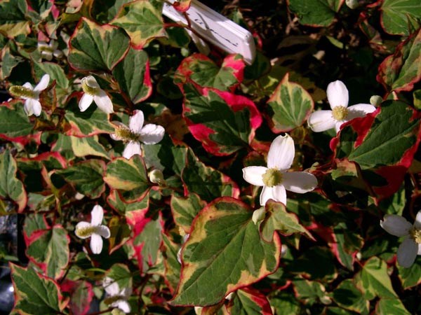 Houttuynia cordata 'Chameleon' (Panaschierter Eidechsenschwanz)
