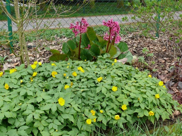 Hylomecon japonicum (Japanischer Scheinmohn)