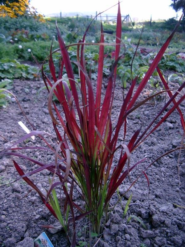 Imperata cylindrica 'Red Baron' (Japanisches Blutgras)