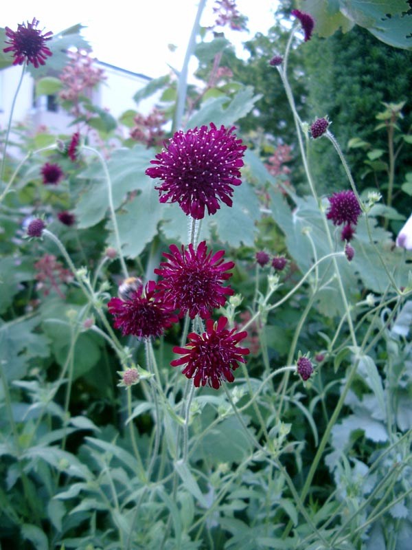 Knautia macedonica (Rote Wildskabiose)