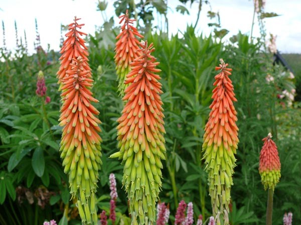 Kniphofia hirsuta `Fire Dance` (Garten-Fackellilie)