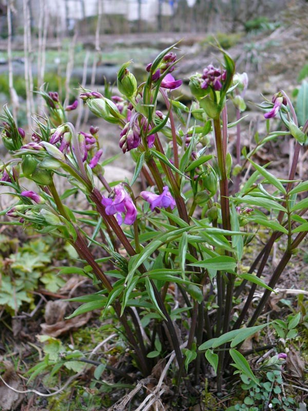 Lathyrus vernus (Frühlingsblatterbse)