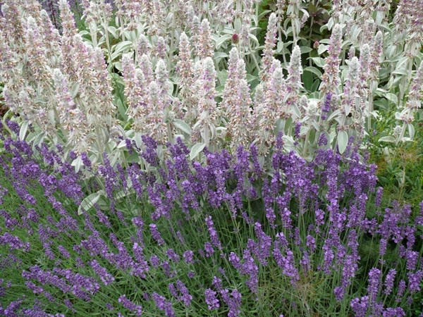 Lavandula angustifolia 'Hidcote Blue' (Lavendel)