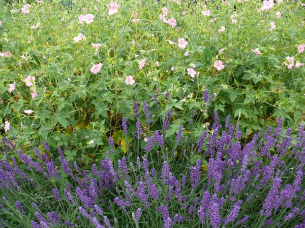 Lavandula angustifolia 'Hidcote Superior' (Lavendel)