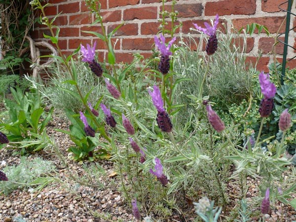 Lavandula stoechas (Schopflavendel)