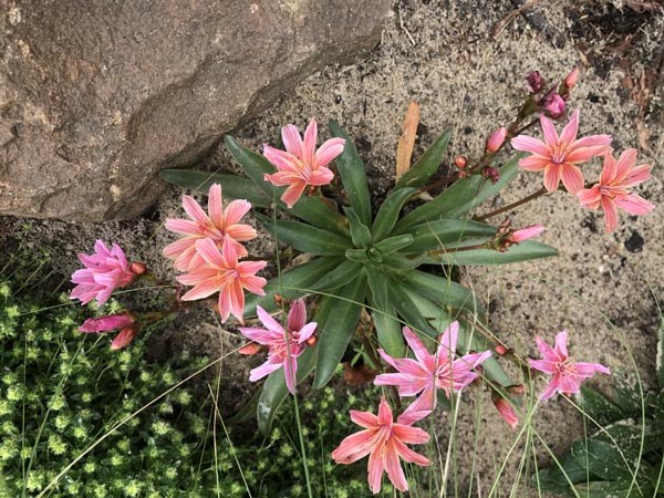 Lewisia longipetala 'Little Plum' (Bitterwurz)