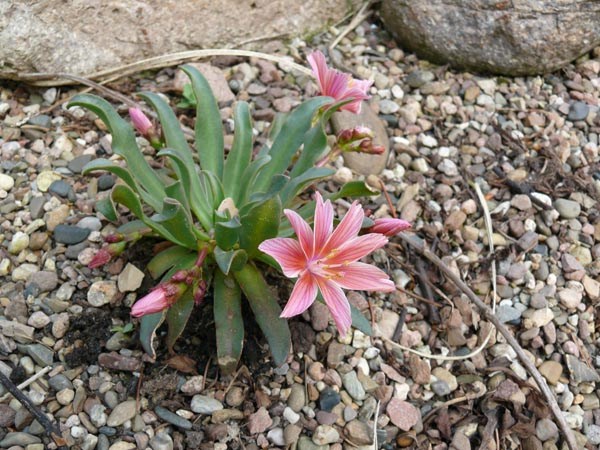 Lewisia longipetala 'Little Plum' (Bitterwurz)