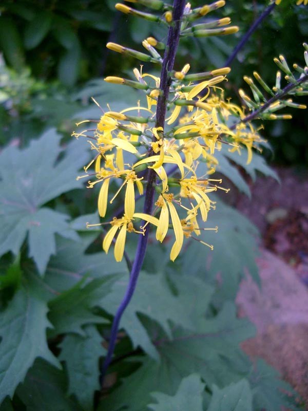 Ligularia przewalskii (Kreuzkraut)