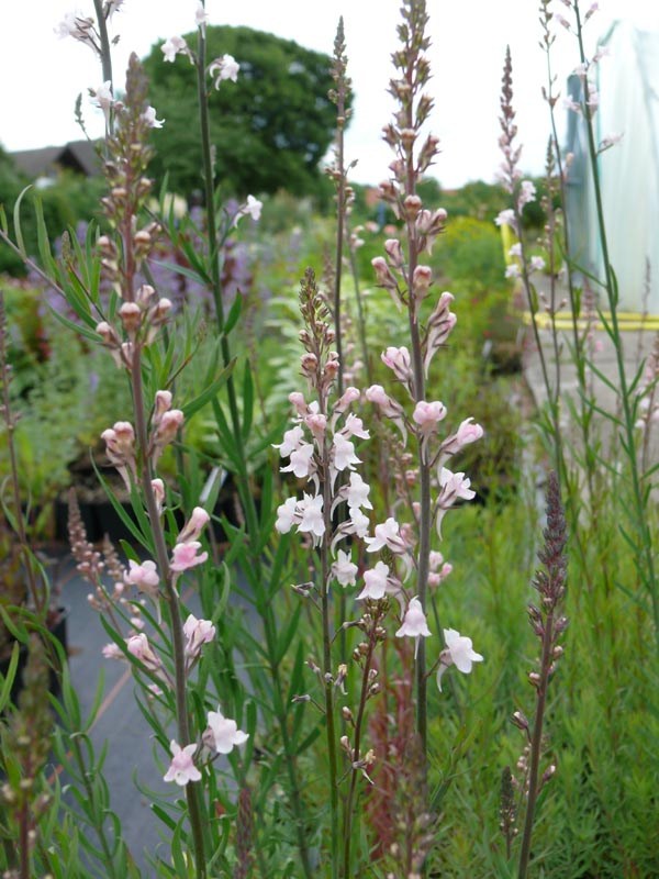 Linaria purpurea 'Canon J. Went' (Rosafarbenes Leinkraut)