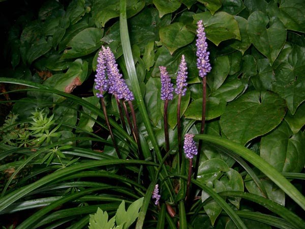 Liriope muscari `Big Blue` (Lilientraube)