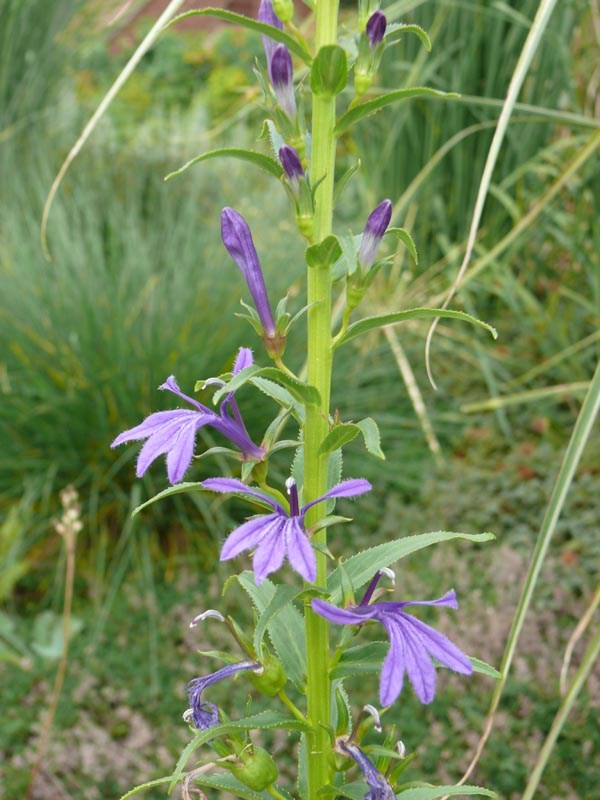 Lobelia sessilifolia (Blaue Lobelie)