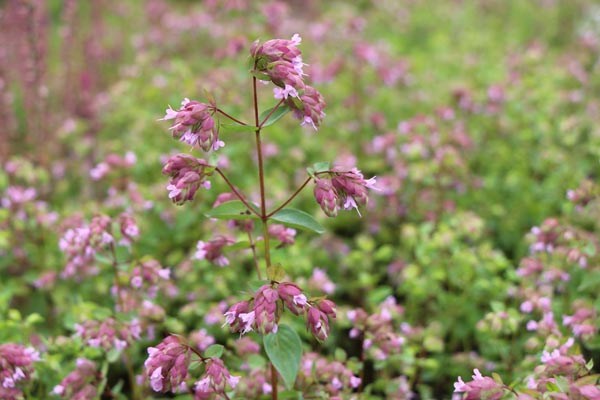 Origanum rotundifolium 'Hopfenblüte' (Hopfen-Dost)