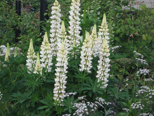 Lupinus Russell-Sorte ’Fräulein’ (Lupine)