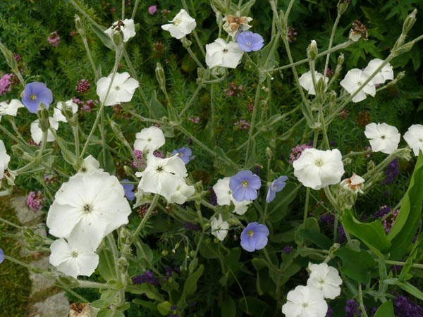 Lychnis coronaria 'Alba' (Weiße Kronen-Lichtnelke)