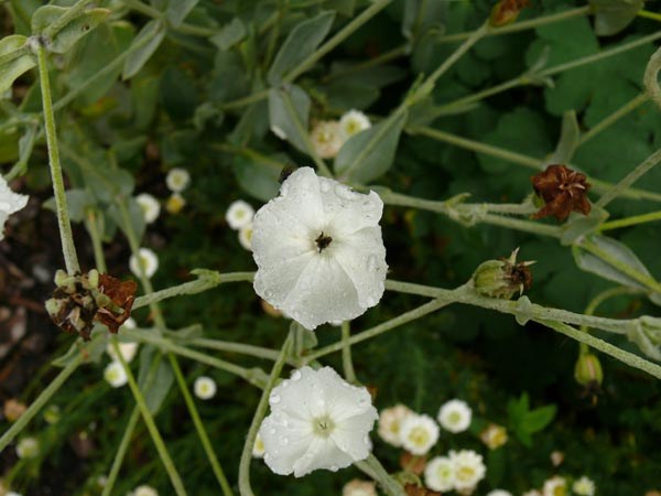 Lychnis coronaria 'Alba' (Weiße Kronen-Lichtnelke)