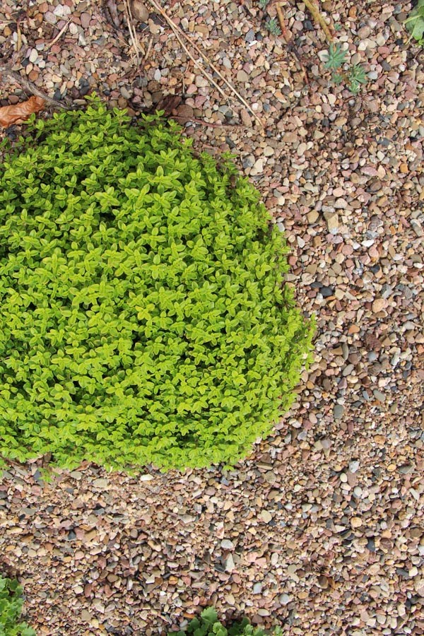 Thymus x citriodorus 'Aureus' (Gold-Thymian)