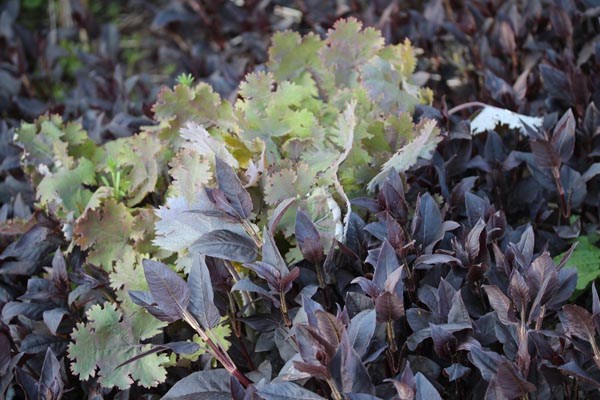Lysimachia ciliata ’Fire Cracker’ (Bewimperter Felberich)