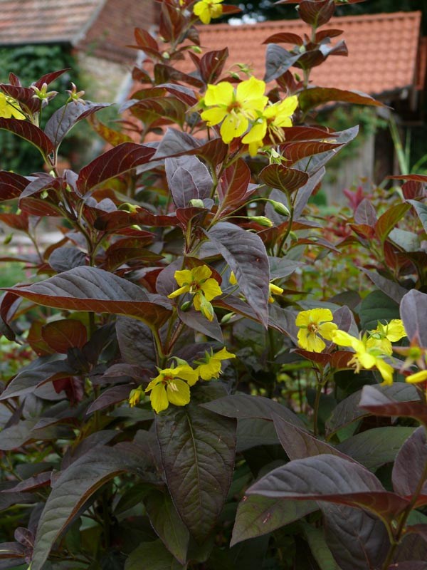 Lysimachia ciliata ’Fire Cracker’ (Bewimperter Felberich)