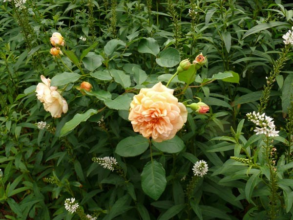 Lysimachia clethroides (Schneefelberich)