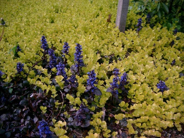 Lysimachia nummularia ’Aurea’ (Gelblbättriges Pfennigkraut)