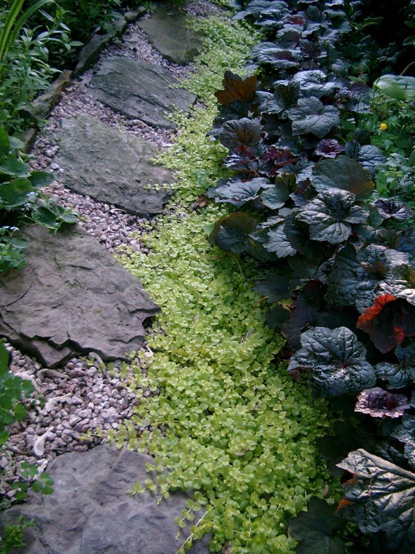 Lysimachia nummularia ’Aurea’ (Gelblbättriges Pfennigkraut)