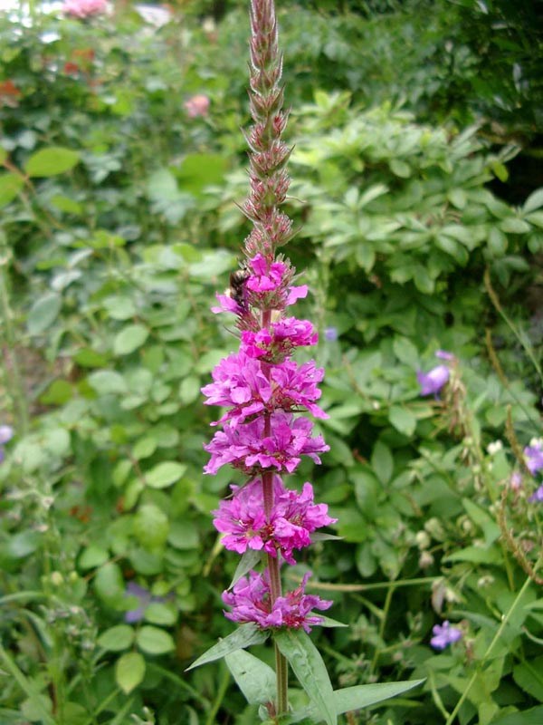 Lythrum salicaria 'Stichflamme' (Garten-Blutweiderich)