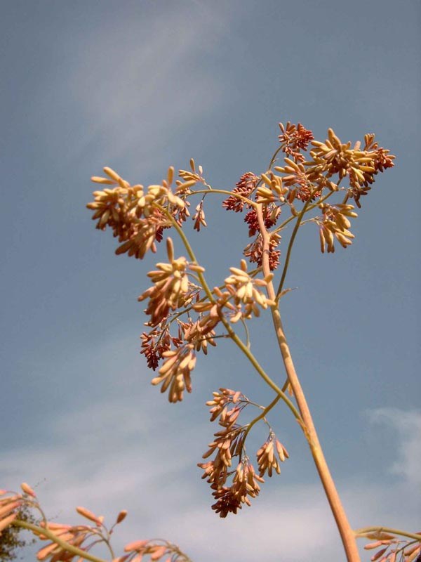 Macleaya microcarpa (cordata hort.) (Federmohn)