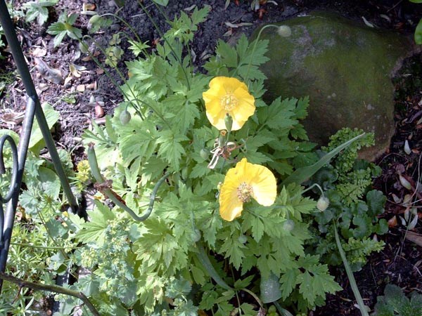 Meconopsis cambrica (Waldscheinmohn)