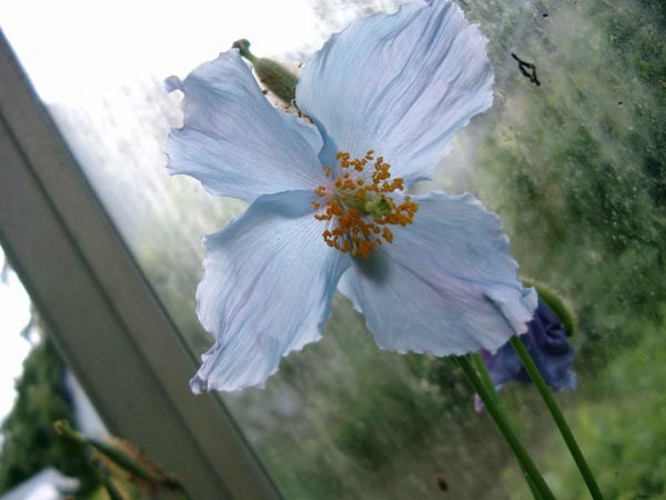 Meconopsis x sheldonii 'Lingholm' (Blauer Scheinmohn)