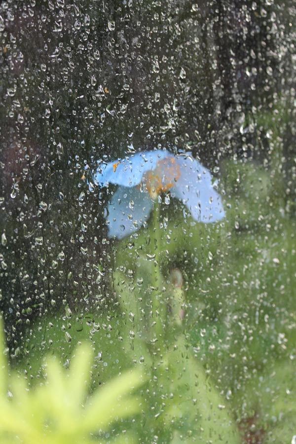 Meconopsis x sheldonii 'Lingholm' (Blauer Scheinmohn)