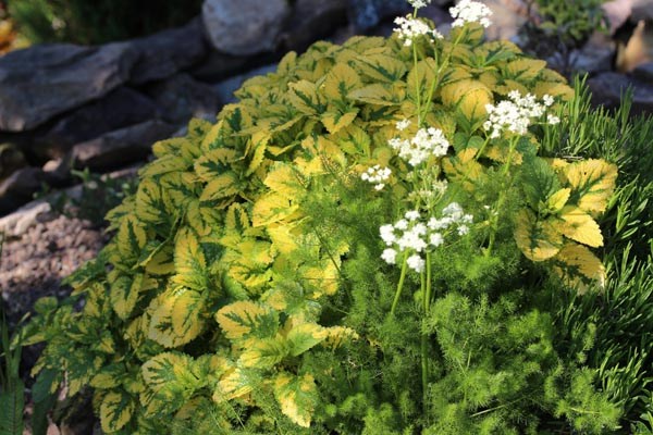 Melissa officinalis 'Variegata’ (Panaschierte Zitronenmelisse)