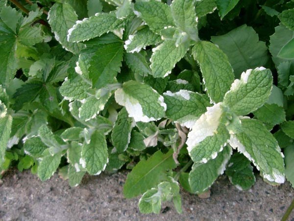 Mentha suaveolens 'Variegata’ (Buntblättrige Apfelminze)