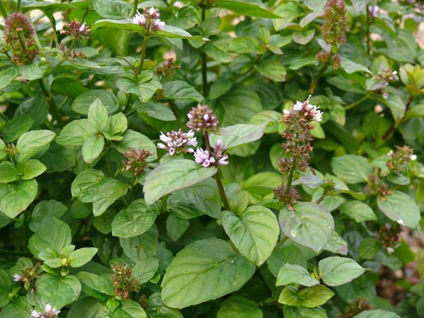 Mentha x piperita v. citrata 'Limone' (Limonenminze)
