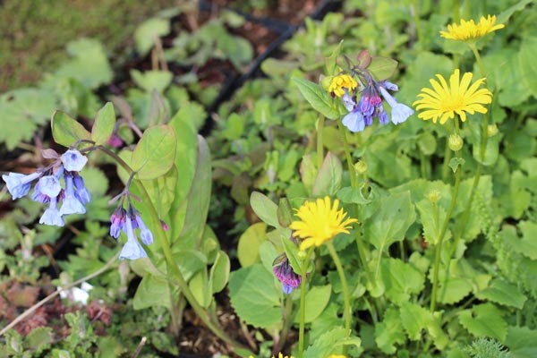 Mertensia virginica (Blauglöckchen)